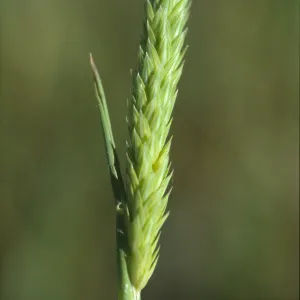 Alopecurus saccatus