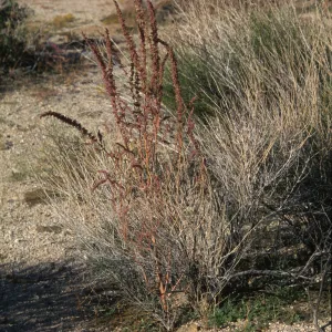 Amaranthus fimbriatus