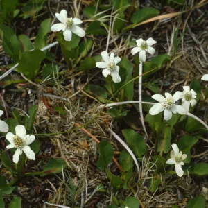 Anemopsis californica