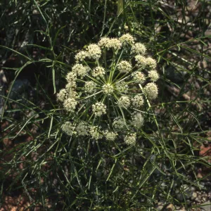 Angelica lineariloba