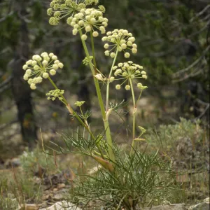 Angelica lineariloba