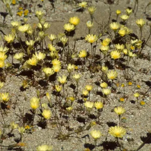 Anisocoma acaulis