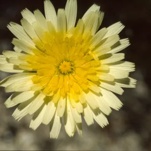 Anisocoma acaulis