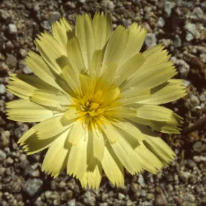 Anisocoma acaulis