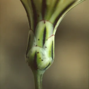 Anisocoma acaulis