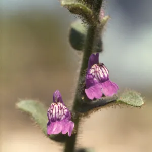 Antirrhinum multiflorum