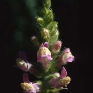 Antirrhinum multiflorum