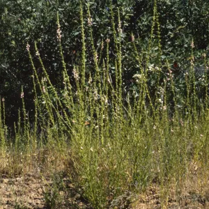 Antirrhinum multiflorum