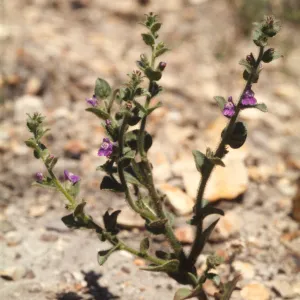 Antirrhinum multiflorum