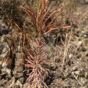 Arabis hoffmannii, in fruit