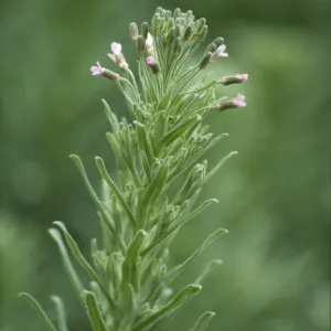Arabis hoffmannii