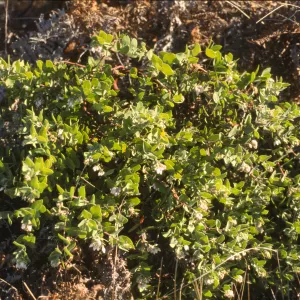 Arctostaphylos cruzensis