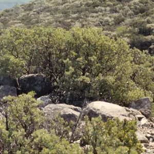 Arctostaphylos obispoensis, serpentine