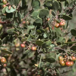 Arctostaphylos rudis