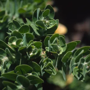Arctostaphylos viridissima