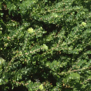 Arctostaphylos viridissima