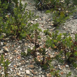 Arctostaphylos viridissima