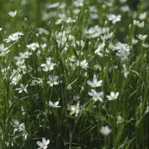 Arenaria paludicola