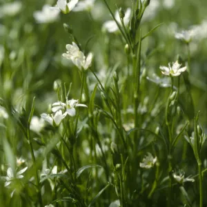 Arenaria paludicola