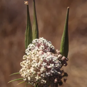 Asclepias fascicularis