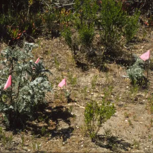 Astragalus pycnostachyus var. lanosissimus