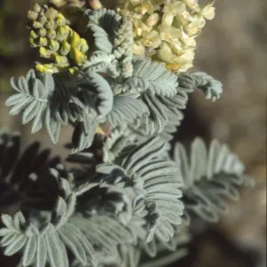 Astragalus pycnostachyus var. lanosissimus