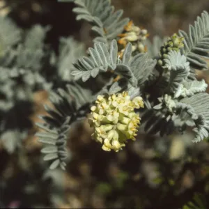 Astragalus pycnostachyus var. lanosissimus