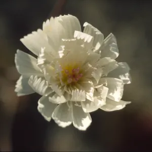 Atrichoseris platyphylla