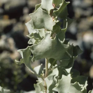 Atriplex hymenelytra
