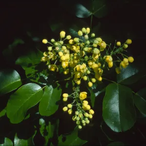 Berberis pinnata ssp. insularis