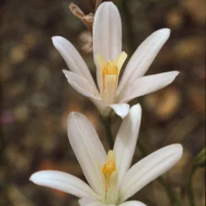 Brodiaea californica