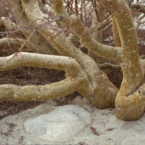 Bursera microphylla