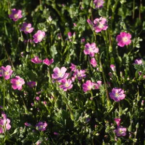 Calandrinia ciliata
