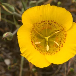 Calochortus clavatus var. recurvifolius