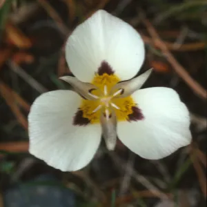 Calochortus leichtlinii