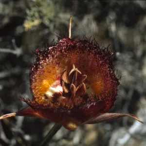 Calochortus weedii
