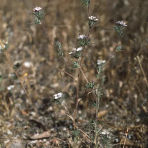 Calycadenia villosa