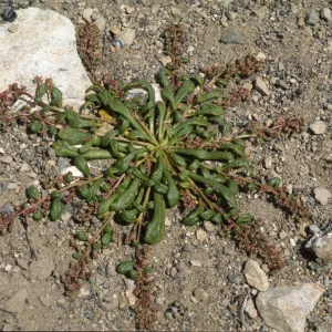 Calyptridium monandrum
