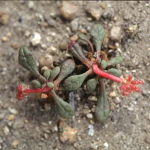 Calyptridium roseum