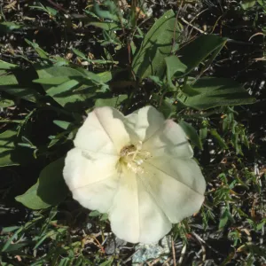 Calystegia subacaulis ssp. episcopalis