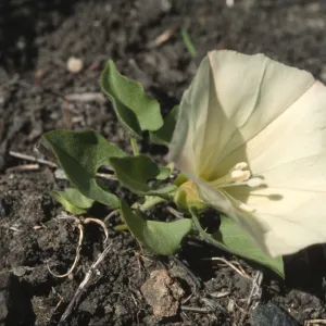 Calystegia subacaulis ssp. episcopalis