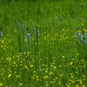 camassia