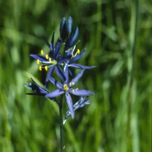 camassia