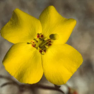 Camissonia kernensis