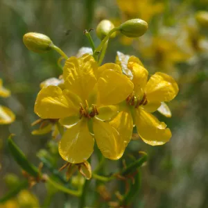 Cassia