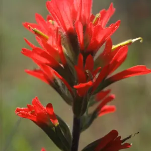 Castilleja affinis