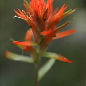 Castilleja affinis
