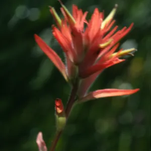 Castilleja affinis