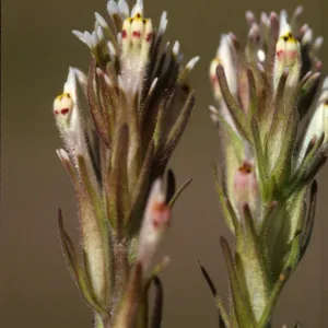 Castilleja attenuata