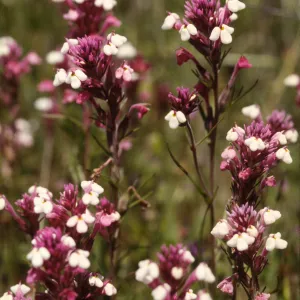 Castilleja densiflora